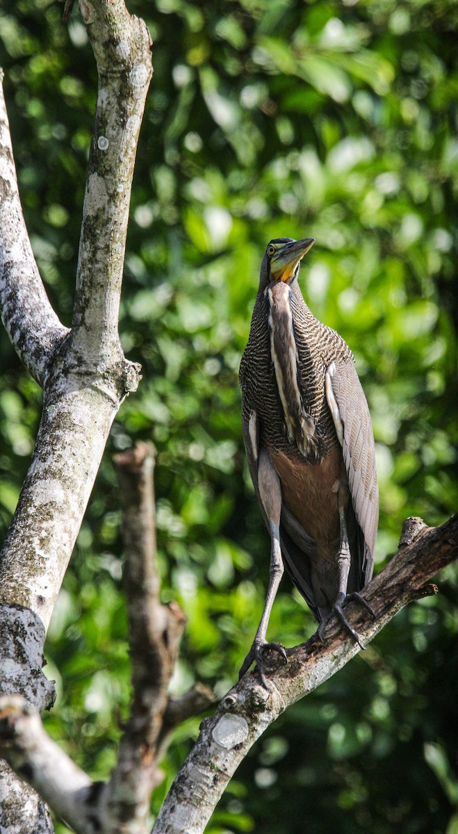 Bare-throated Tiger-Heron - ML645991296