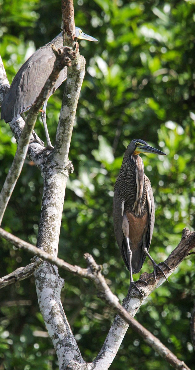 Bare-throated Tiger-Heron - ML645991297