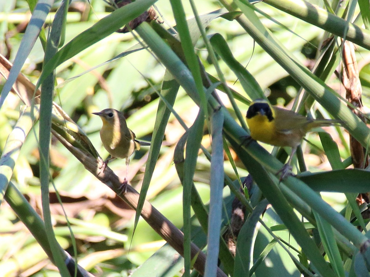 Belding's Yellowthroat - ML645991298