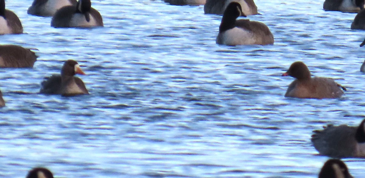 eBird Checklist - 28 Nov 2025 - Broad Brook Mill Pond - 8 species