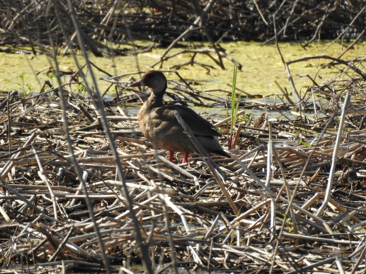 Brazilian Teal - ML645991304