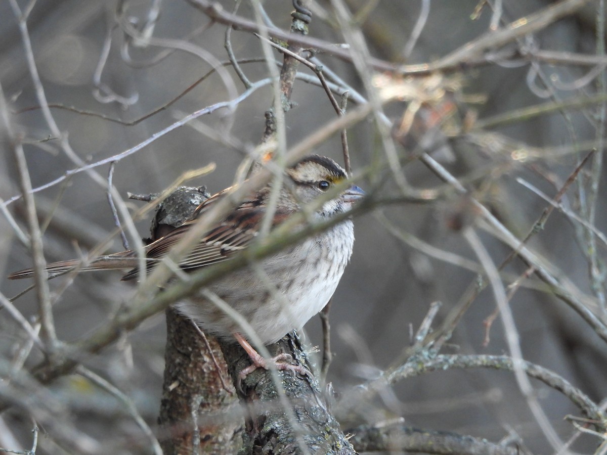 White-throated Sparrow - ML645991305