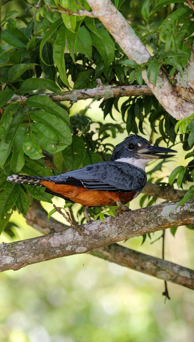 Ringed Kingfisher - ML645991307