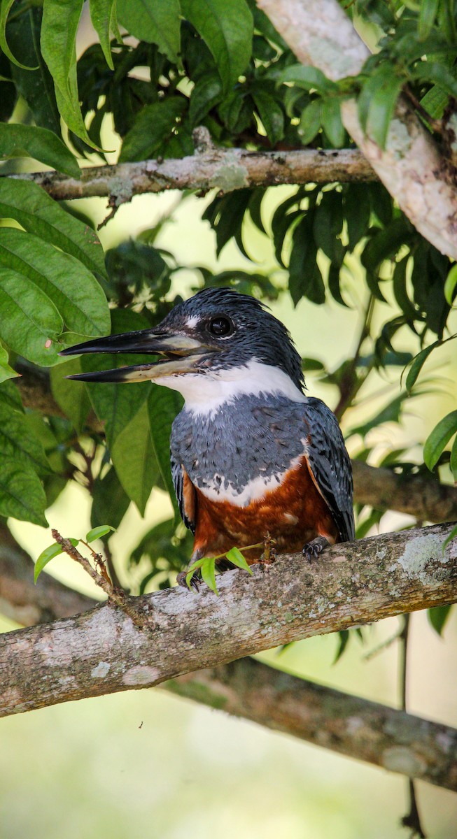 Ringed Kingfisher - ML645991308