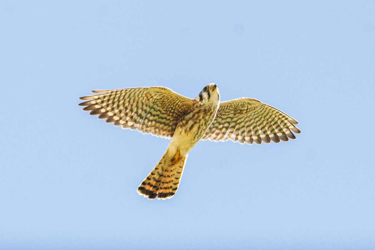 American Kestrel - ML645991316