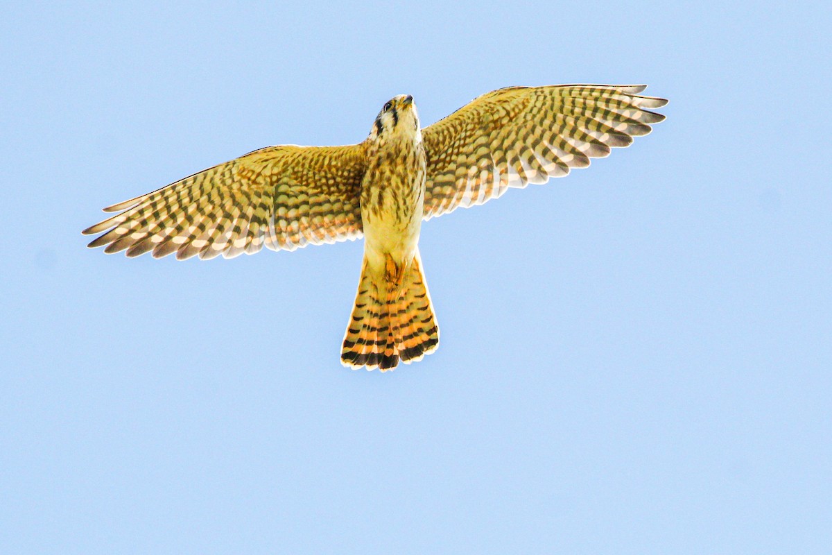 American Kestrel - ML645991317