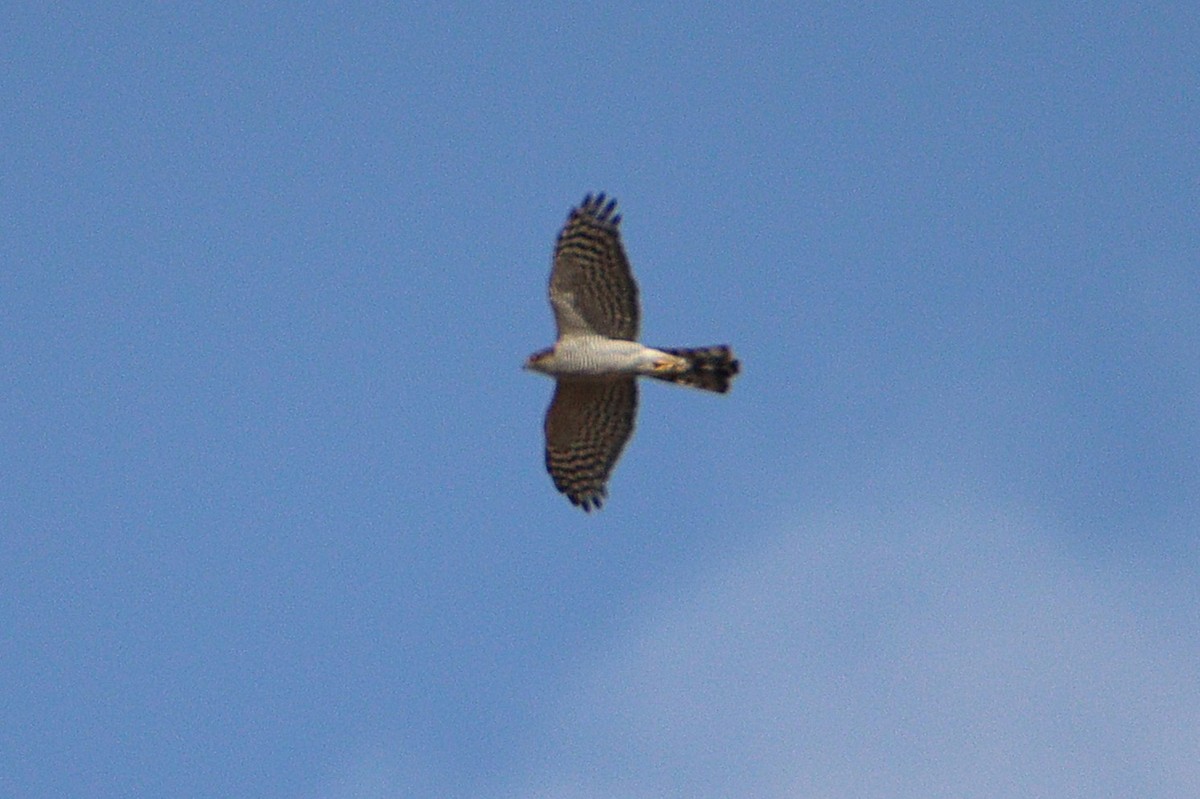 krahujec obecný - ML645991323