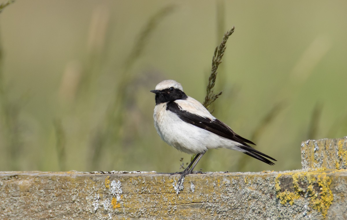 Desert Wheatear - ML645991333