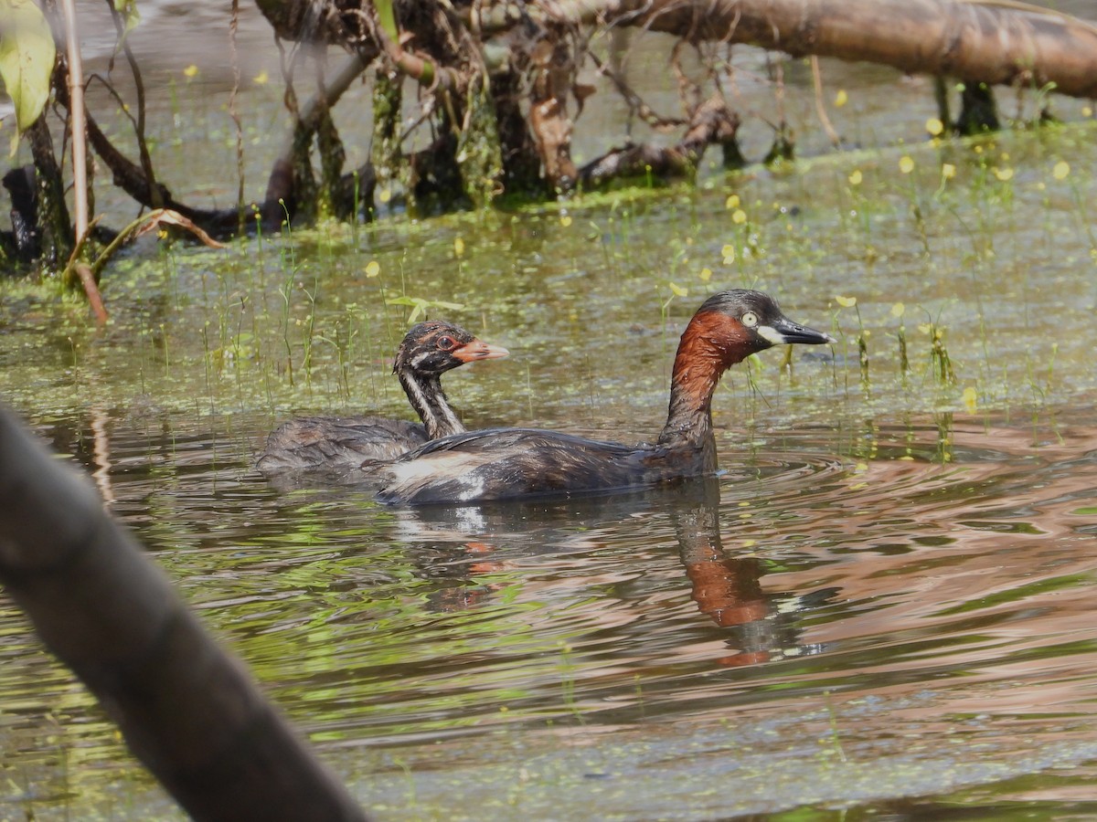 Little Grebe - ML645991334