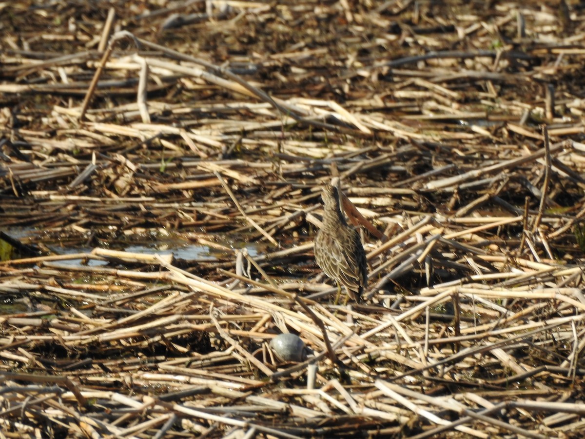 Pectoral Sandpiper - ML645991340