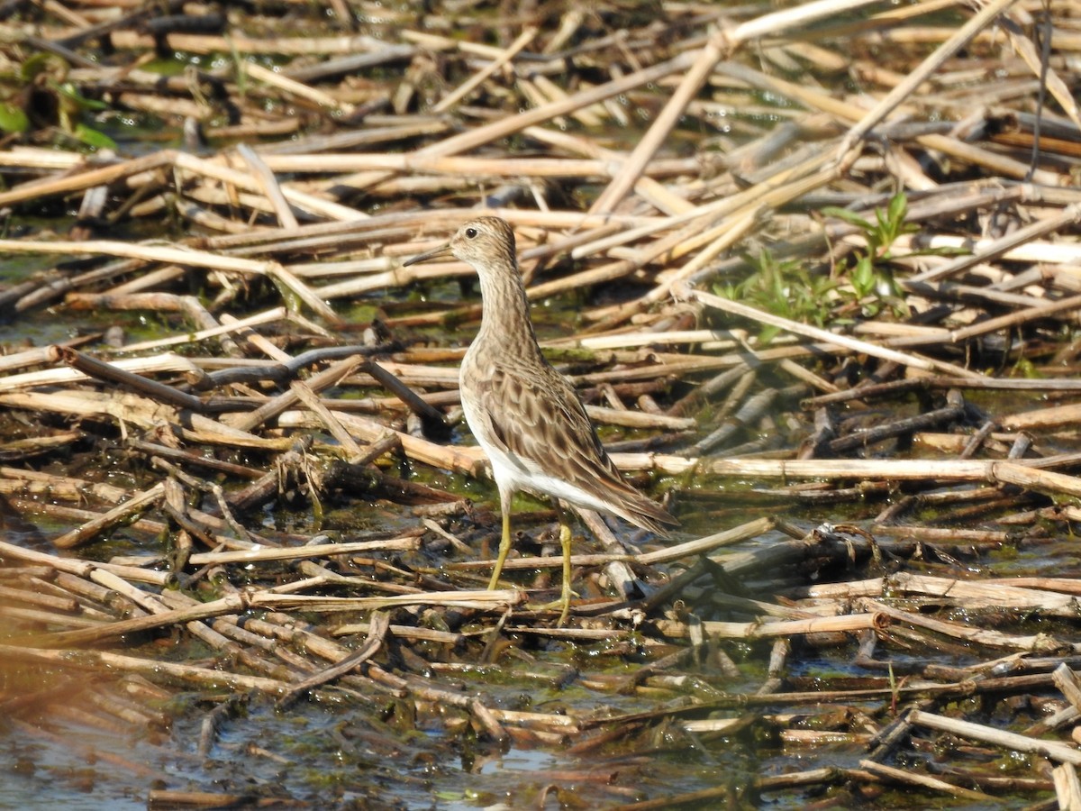Pectoral Sandpiper - ML645991341