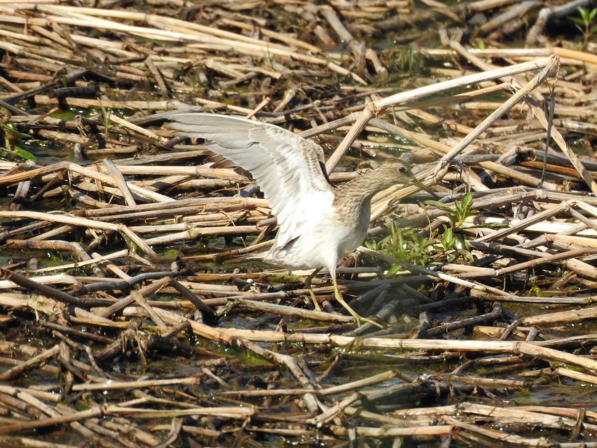 Pectoral Sandpiper - ML645991343