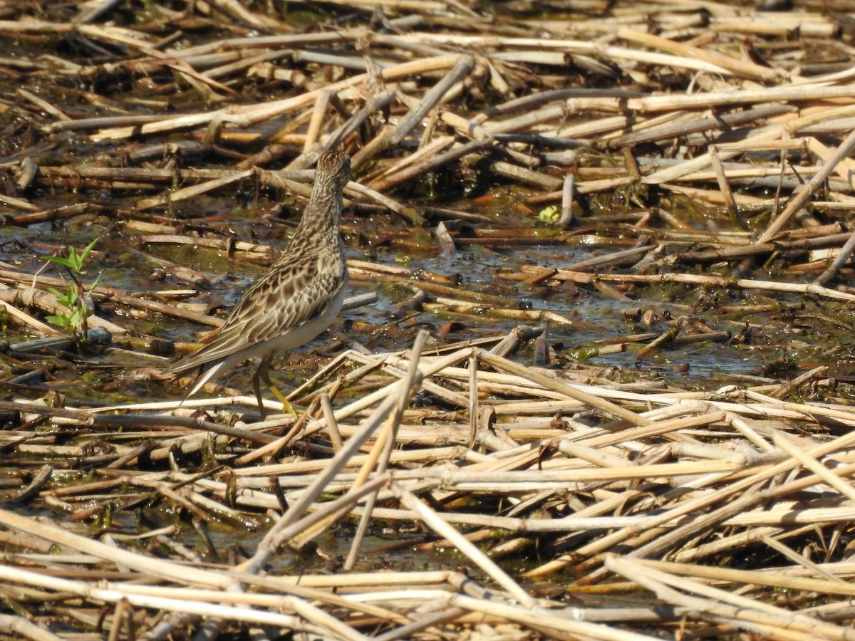 Pectoral Sandpiper - ML645991344