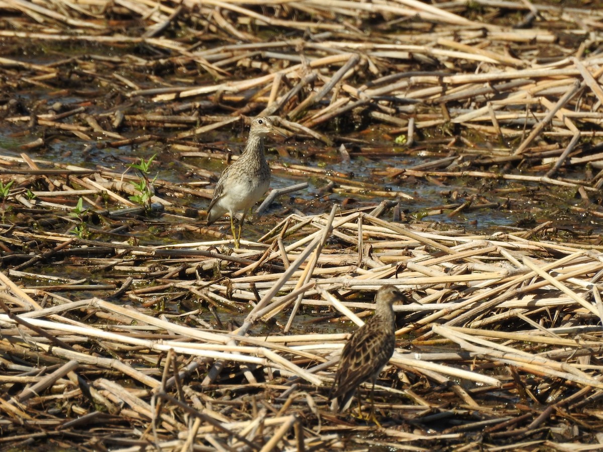 Pectoral Sandpiper - ML645991345