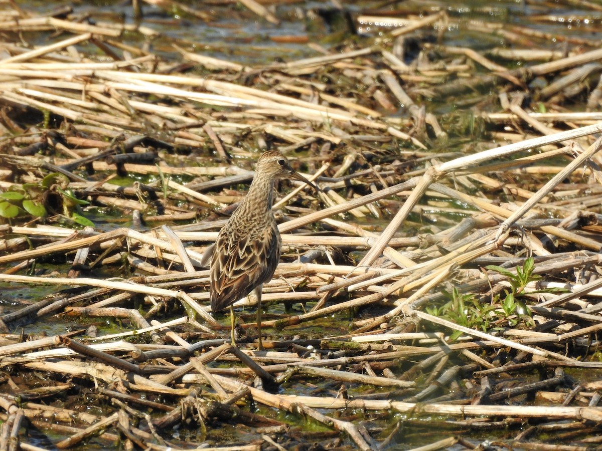 Pectoral Sandpiper - ML645991346