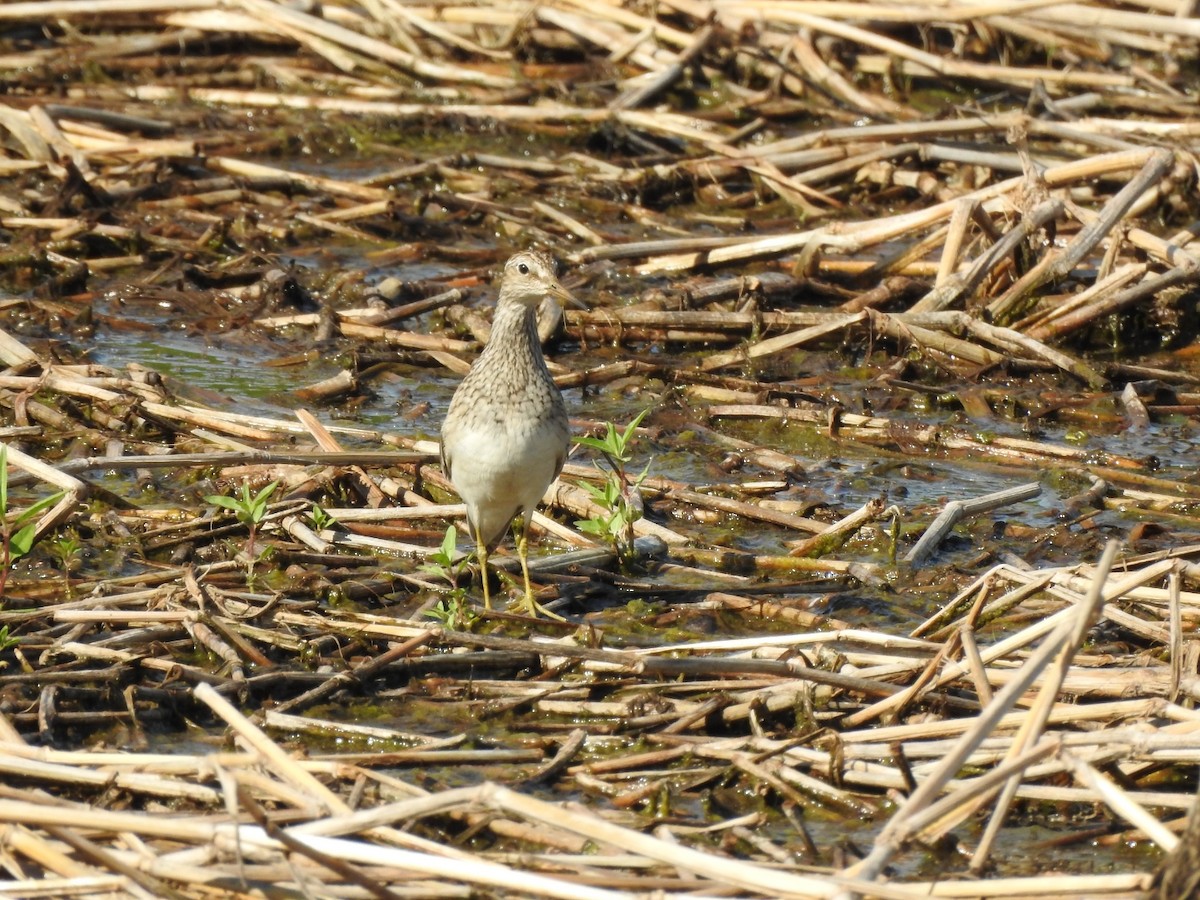 Pectoral Sandpiper - ML645991347