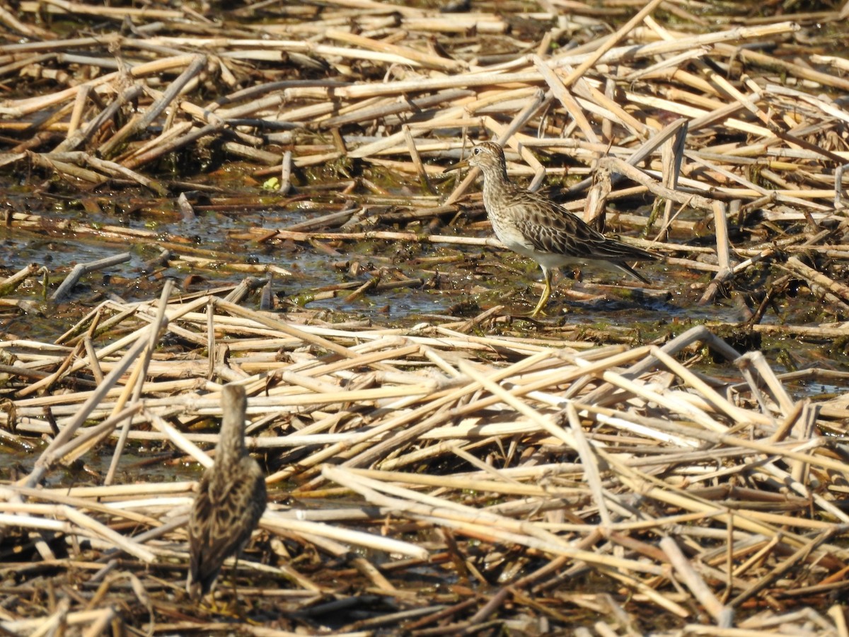 Pectoral Sandpiper - ML645991348