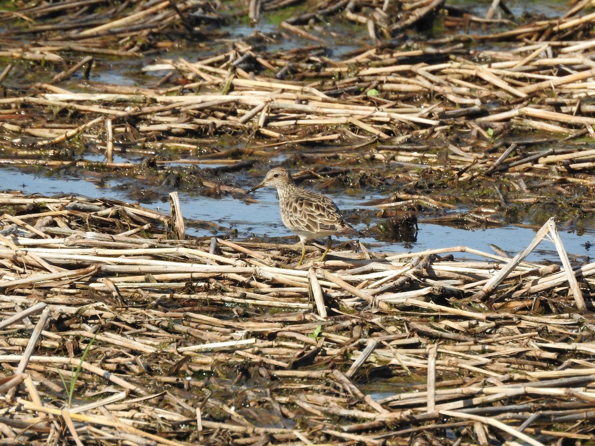Pectoral Sandpiper - ML645991349