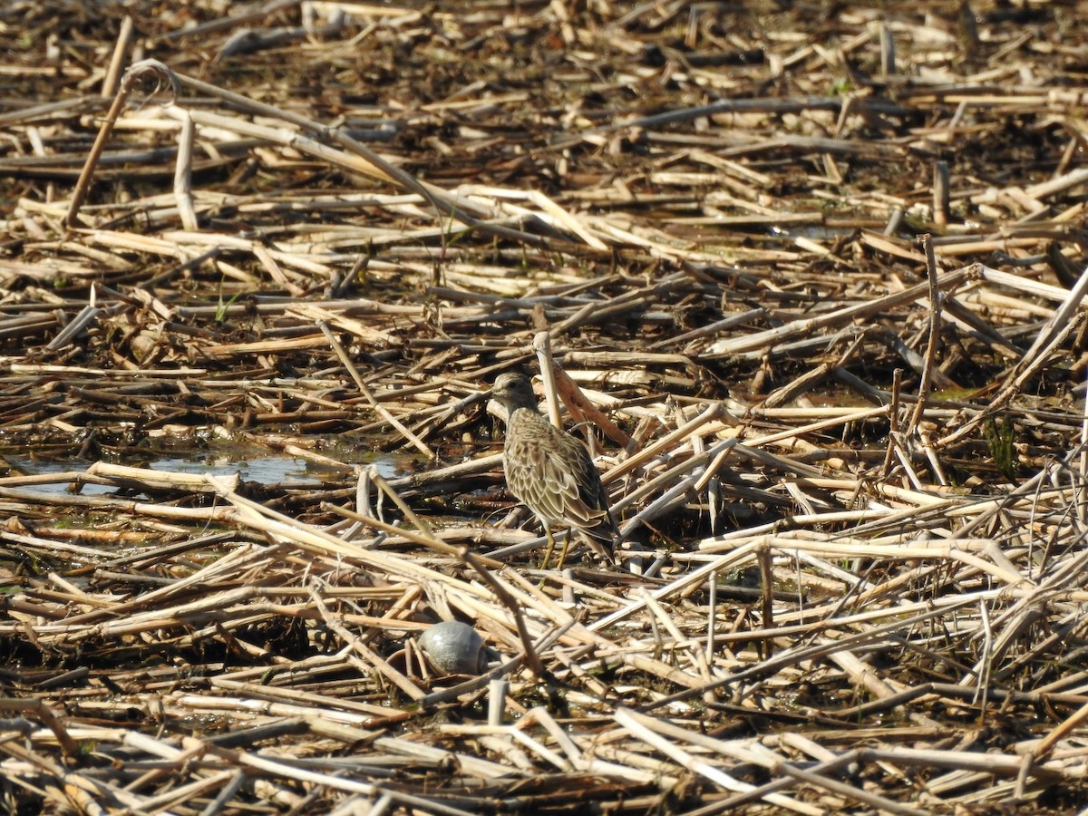 Pectoral Sandpiper - ML645991350