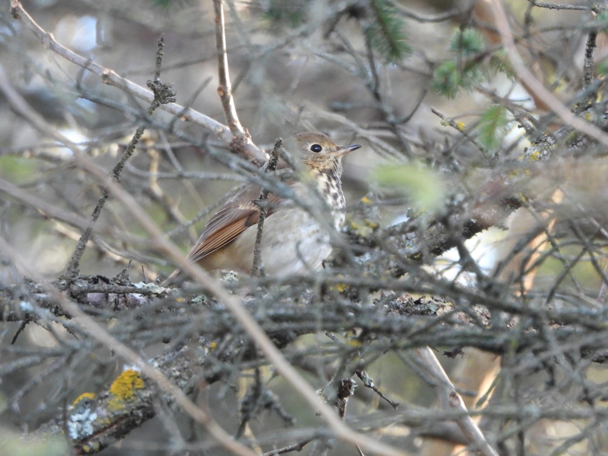 Tordo di Pallas - ML645991351