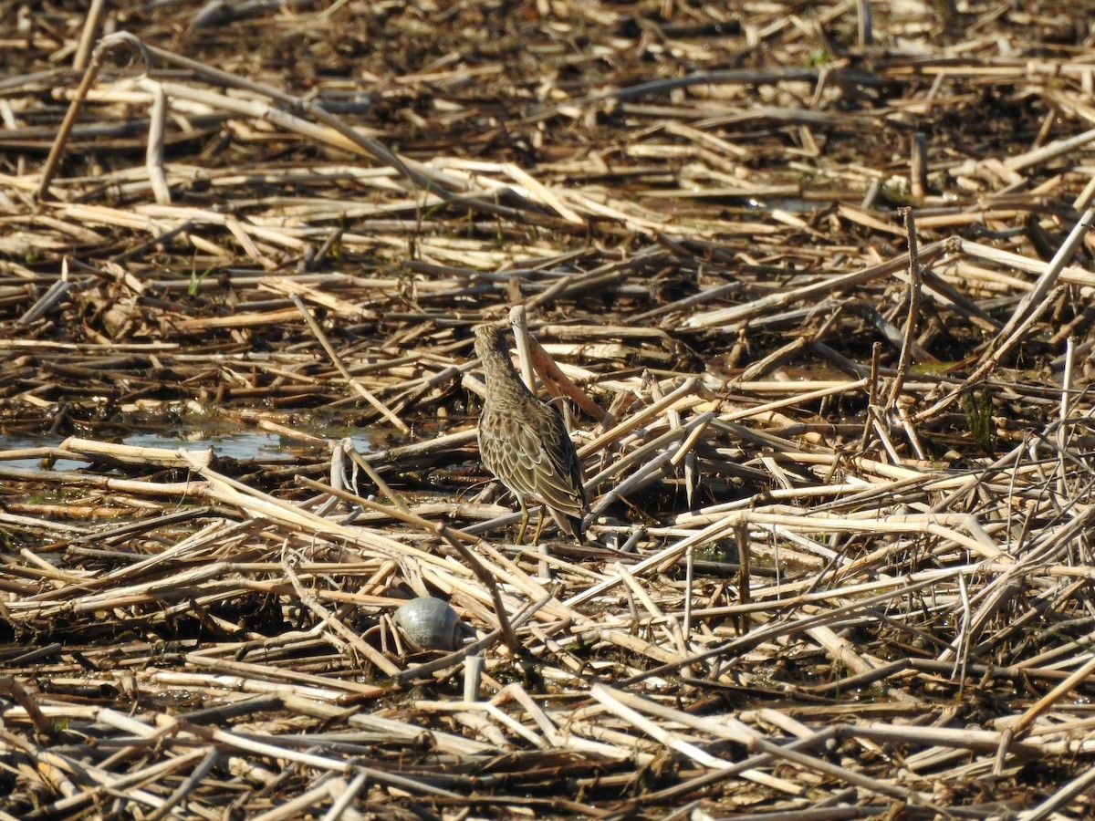 Pectoral Sandpiper - ML645991352
