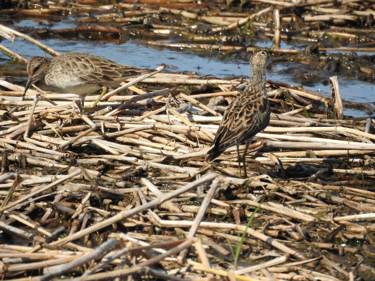 Pectoral Sandpiper - ML645991353