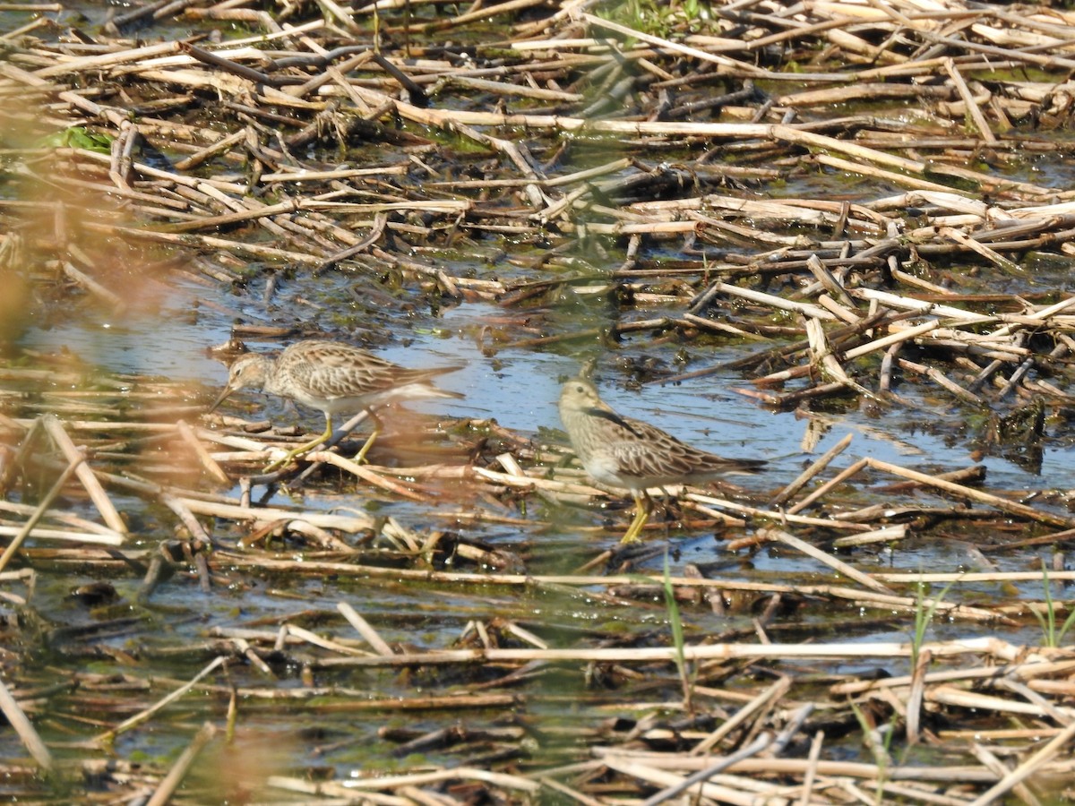 Pectoral Sandpiper - ML645991354