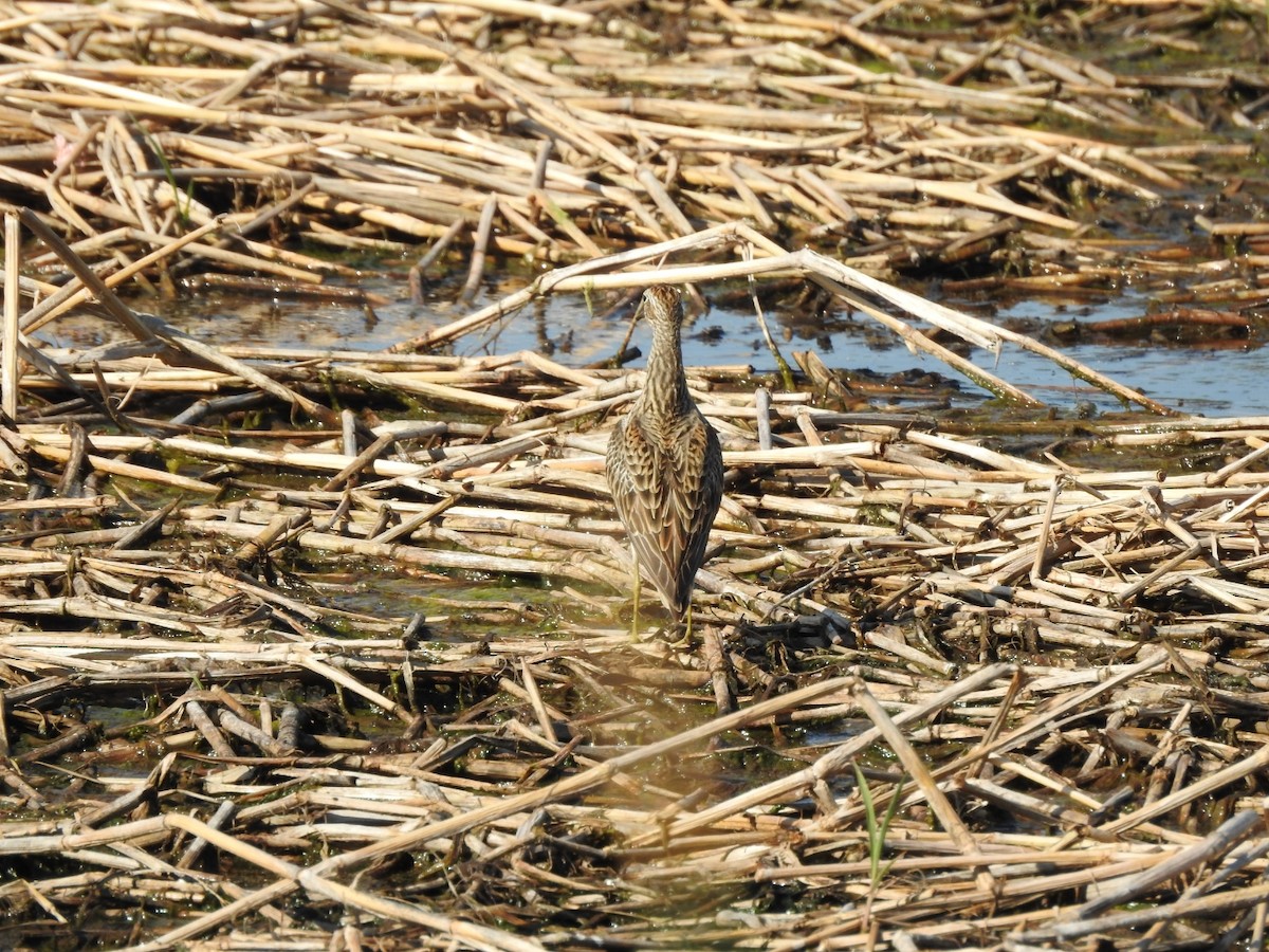 Pectoral Sandpiper - ML645991355