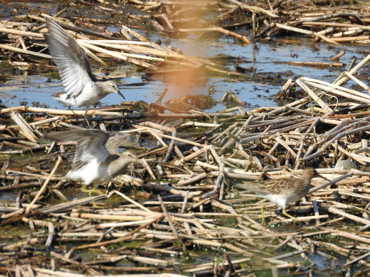Pectoral Sandpiper - ML645991356
