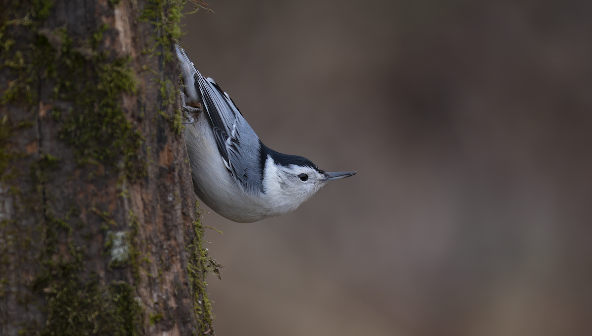 White-breasted Nuthatch - ML645991364