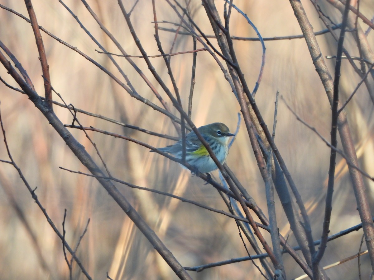 Yellow-rumped Warbler - ML645991367