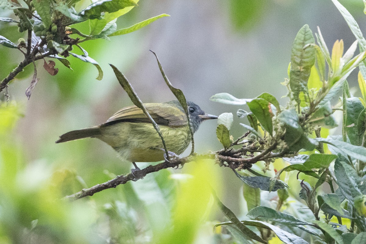 Streak-necked Flycatcher - ML645991369