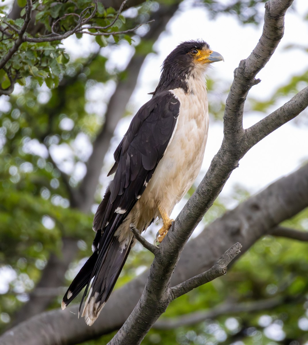 White-throated Caracara - ML645991374