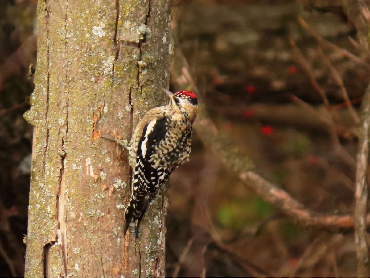 Желтобрюхий дятел-сокоед - ML645991380