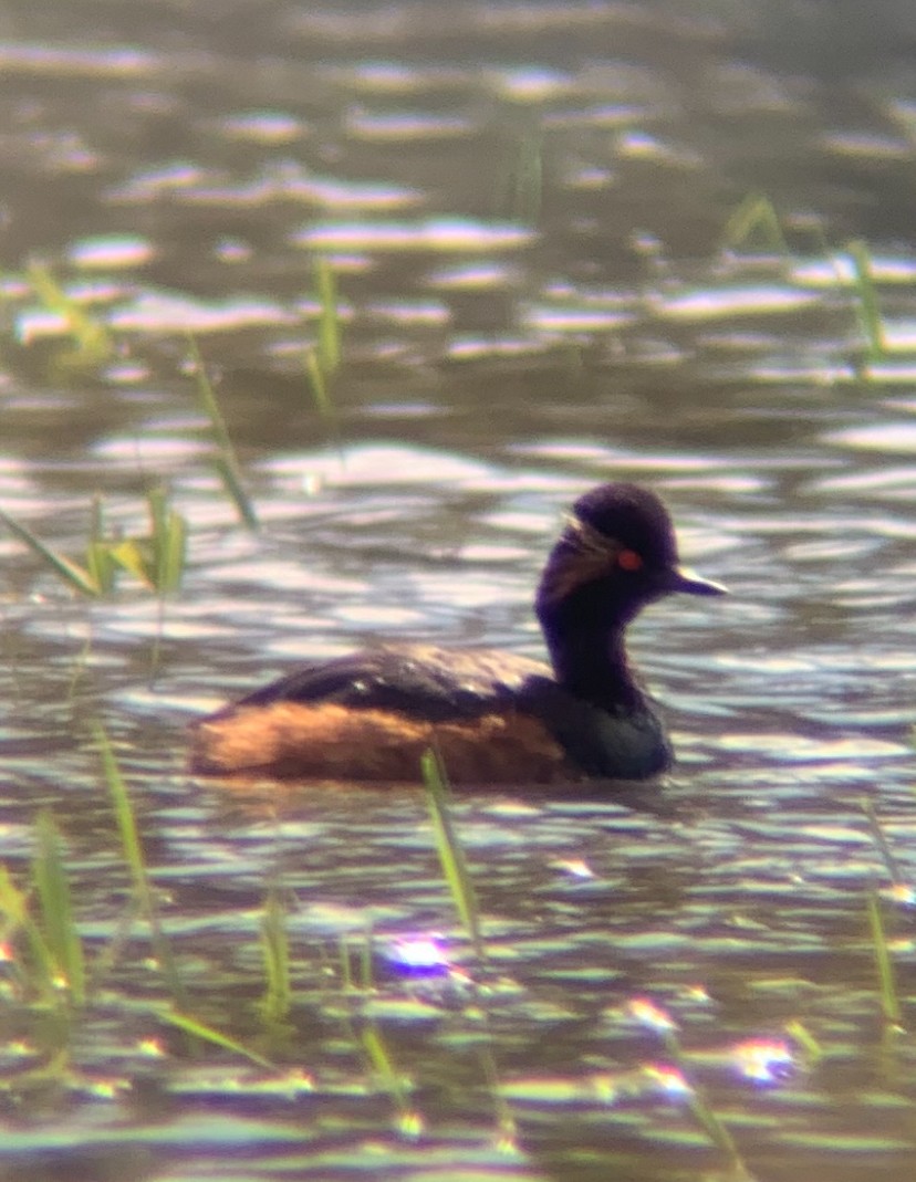 Eared Grebe - ML645991387