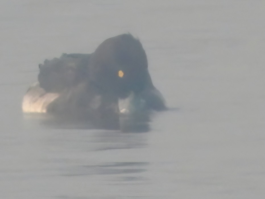 Ferruginous Duck - ML645991391