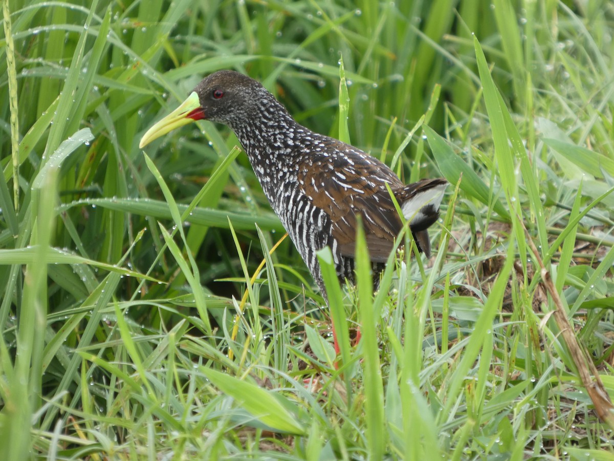 Spotted Rail - ML645991401