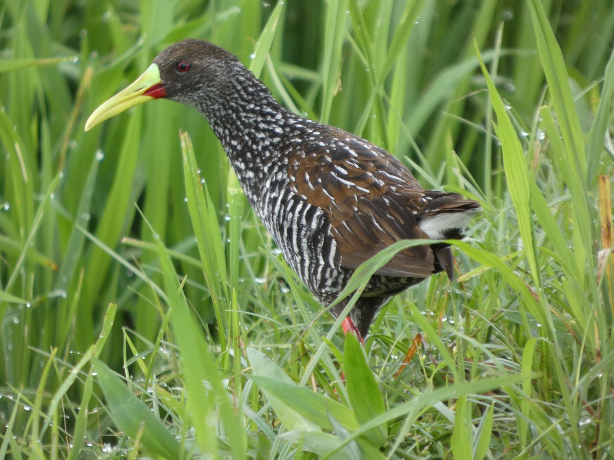 Spotted Rail - ML645991402