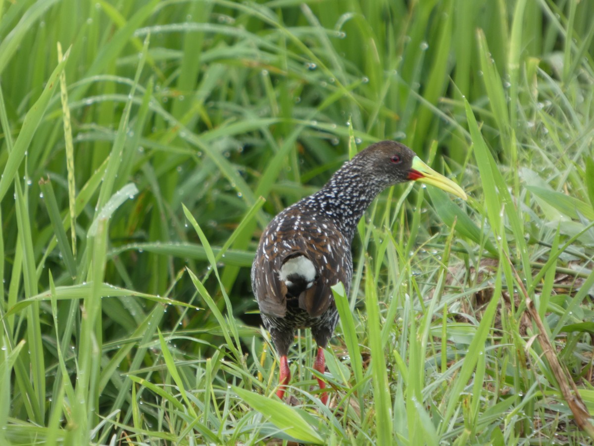 Spotted Rail - ML645991403