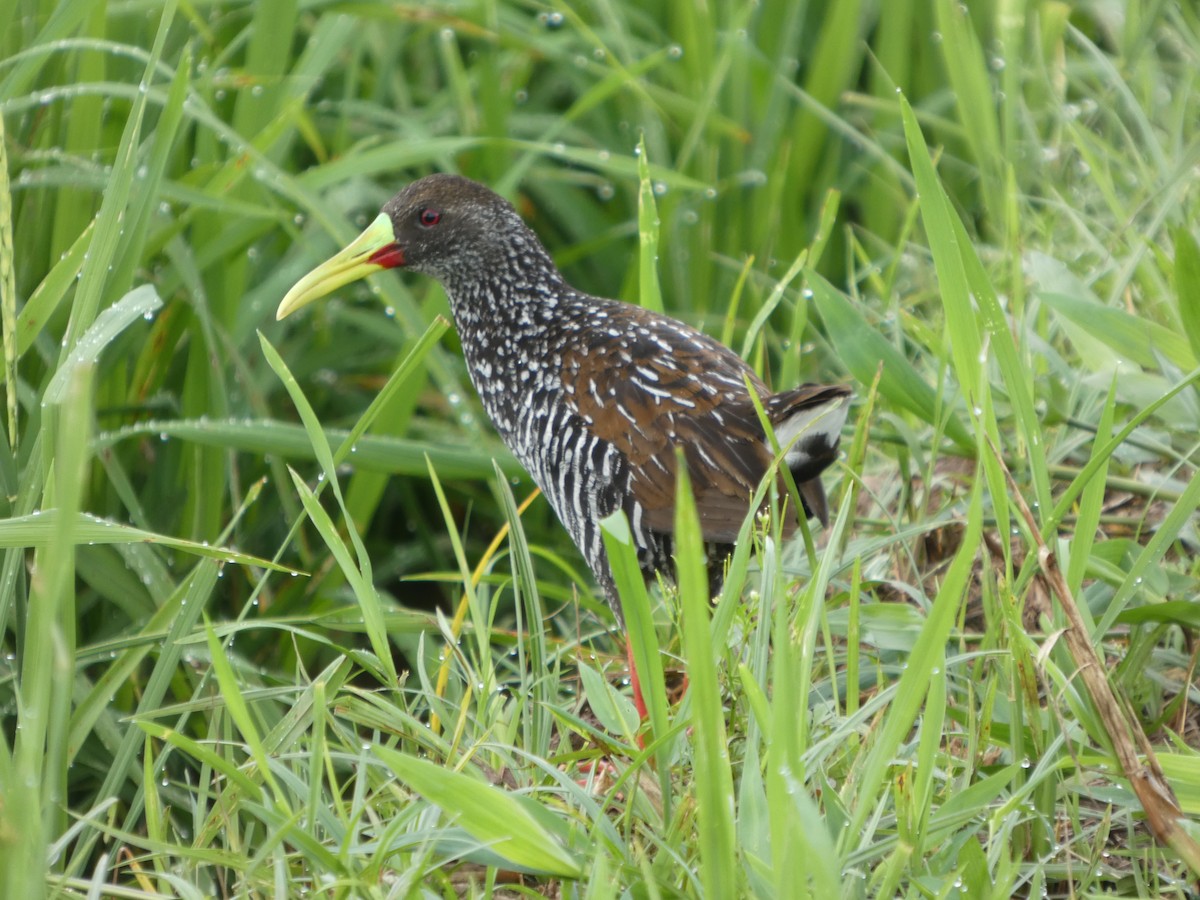 Spotted Rail - ML645991404