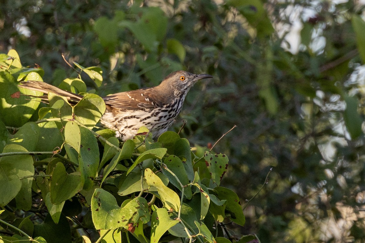 Long-billed Thrasher - ML645991407