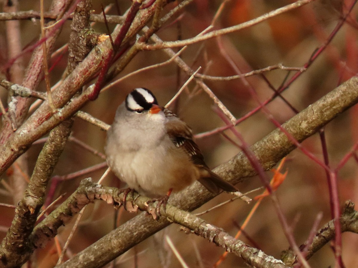 White-crowned Sparrow - ML645991408