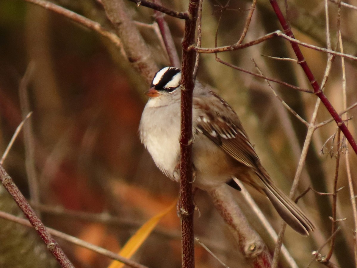 White-crowned Sparrow - ML645991409