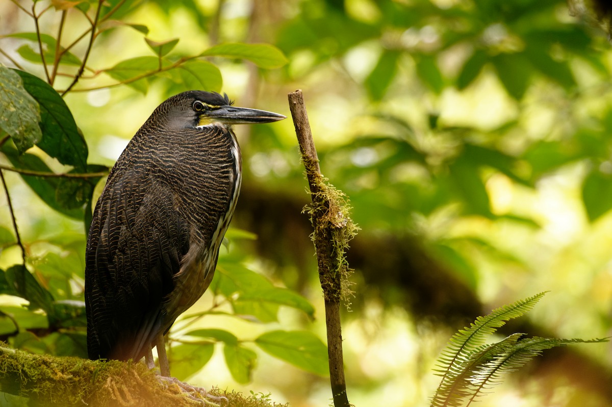 Fasciated Tiger-Heron - ML645991415