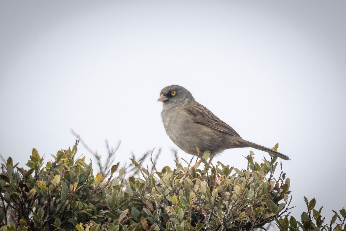 ミヤマユキヒメドリ - ML645991421