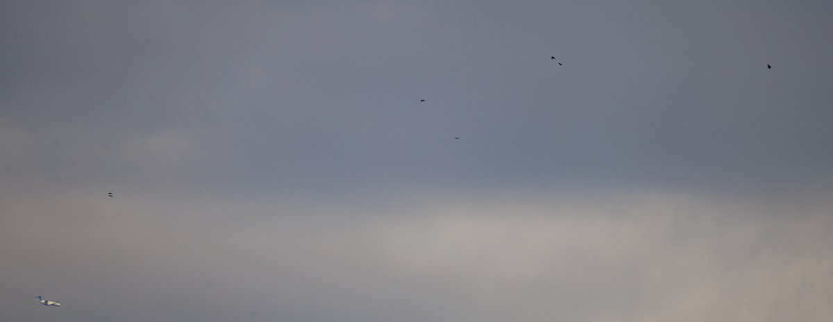 krkavec velký - ML645991424