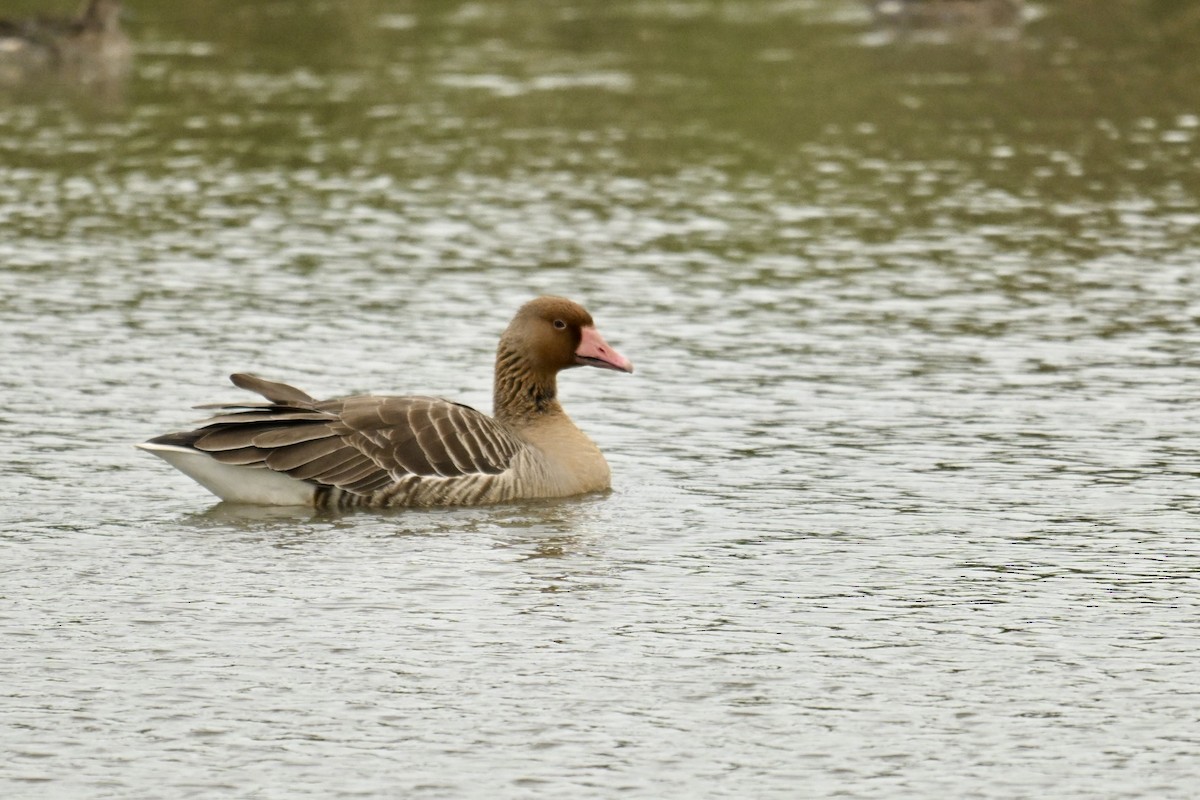 Oca selvatica - ML645991430
