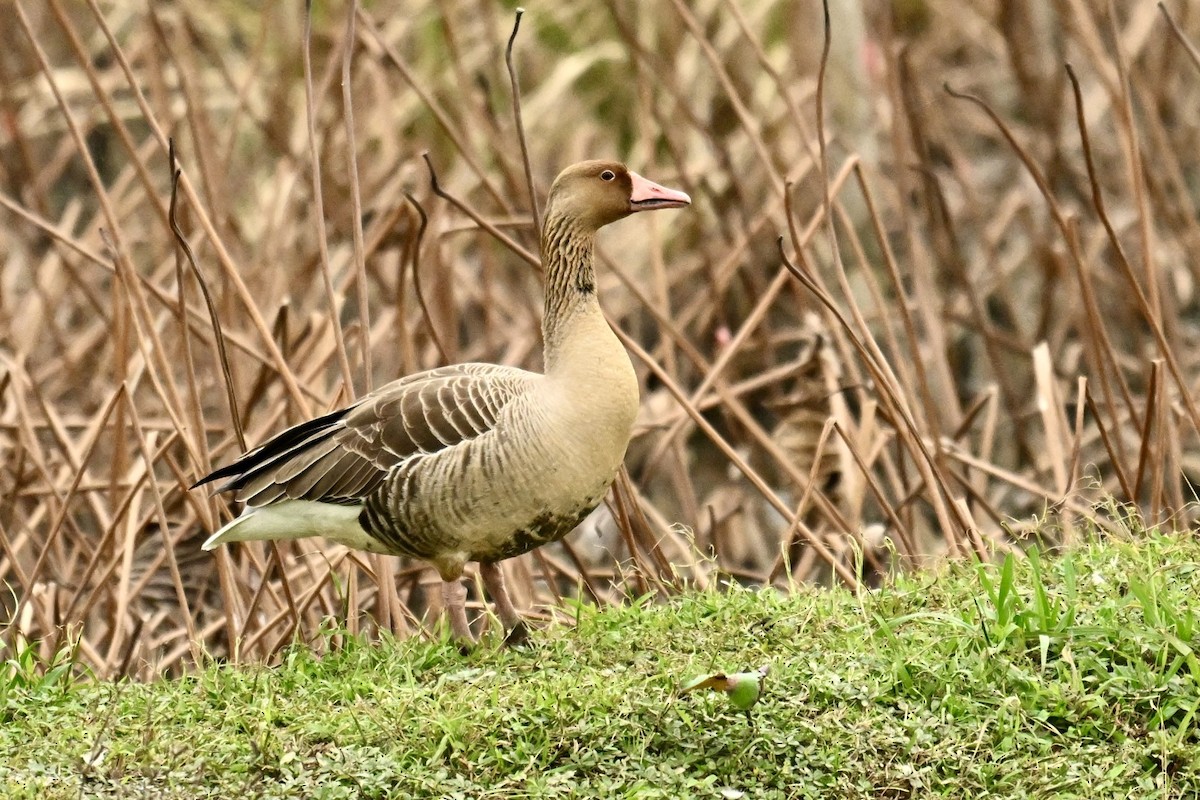 Oca selvatica - ML645991431