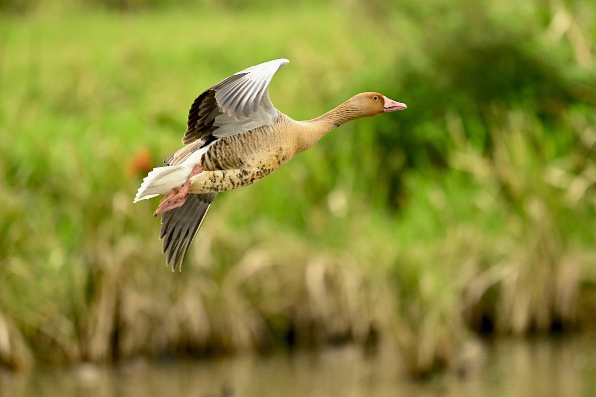Oca selvatica - ML645991432