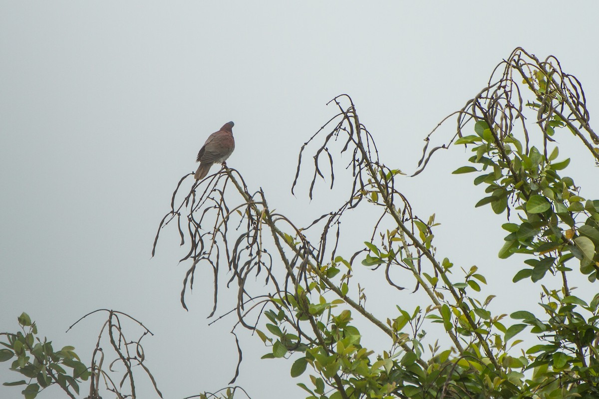 Paloma Colorada - ML645991434